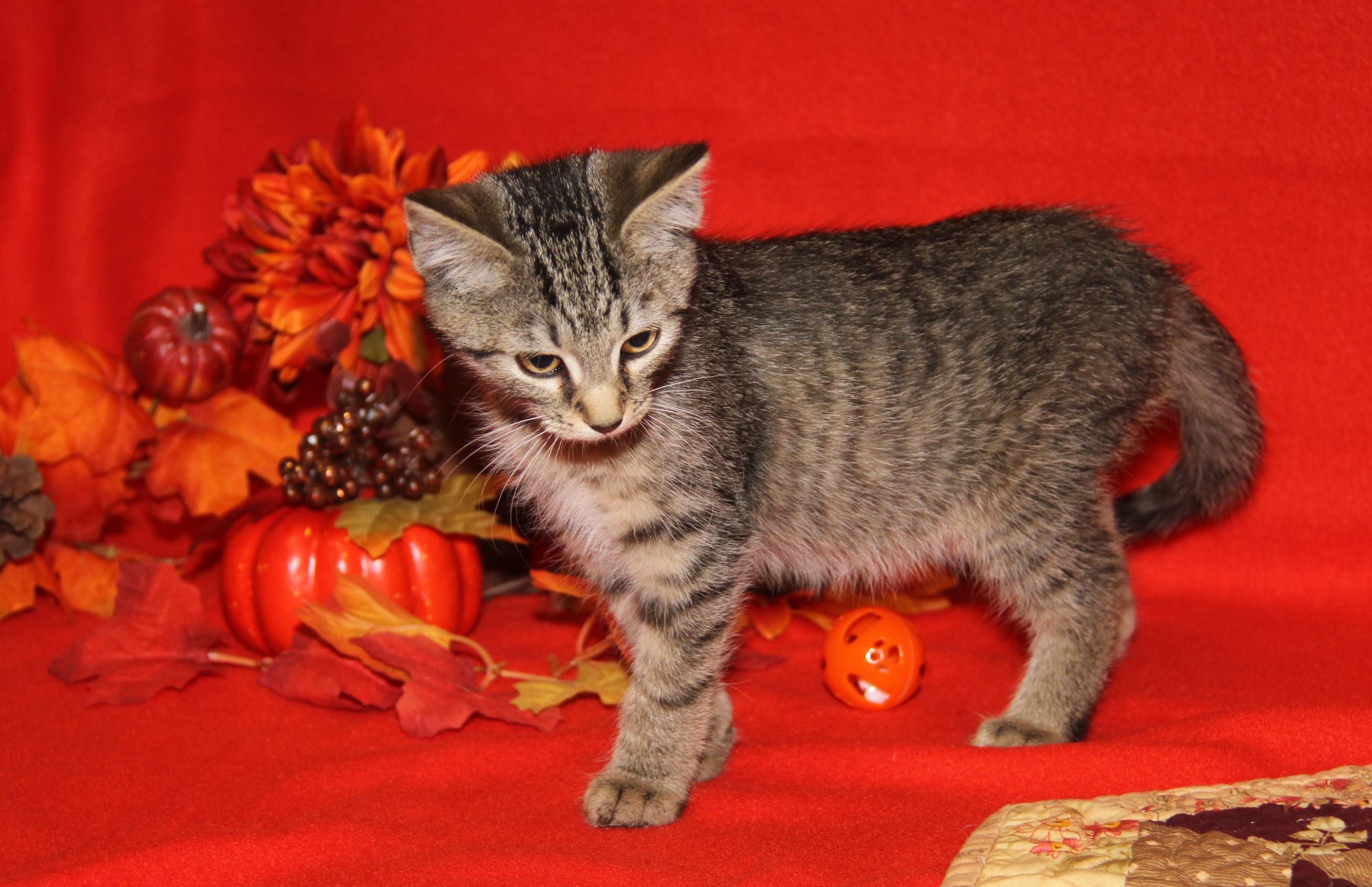 Funfetti (Cupcake's Kitten) (Photos 9/15/2025)