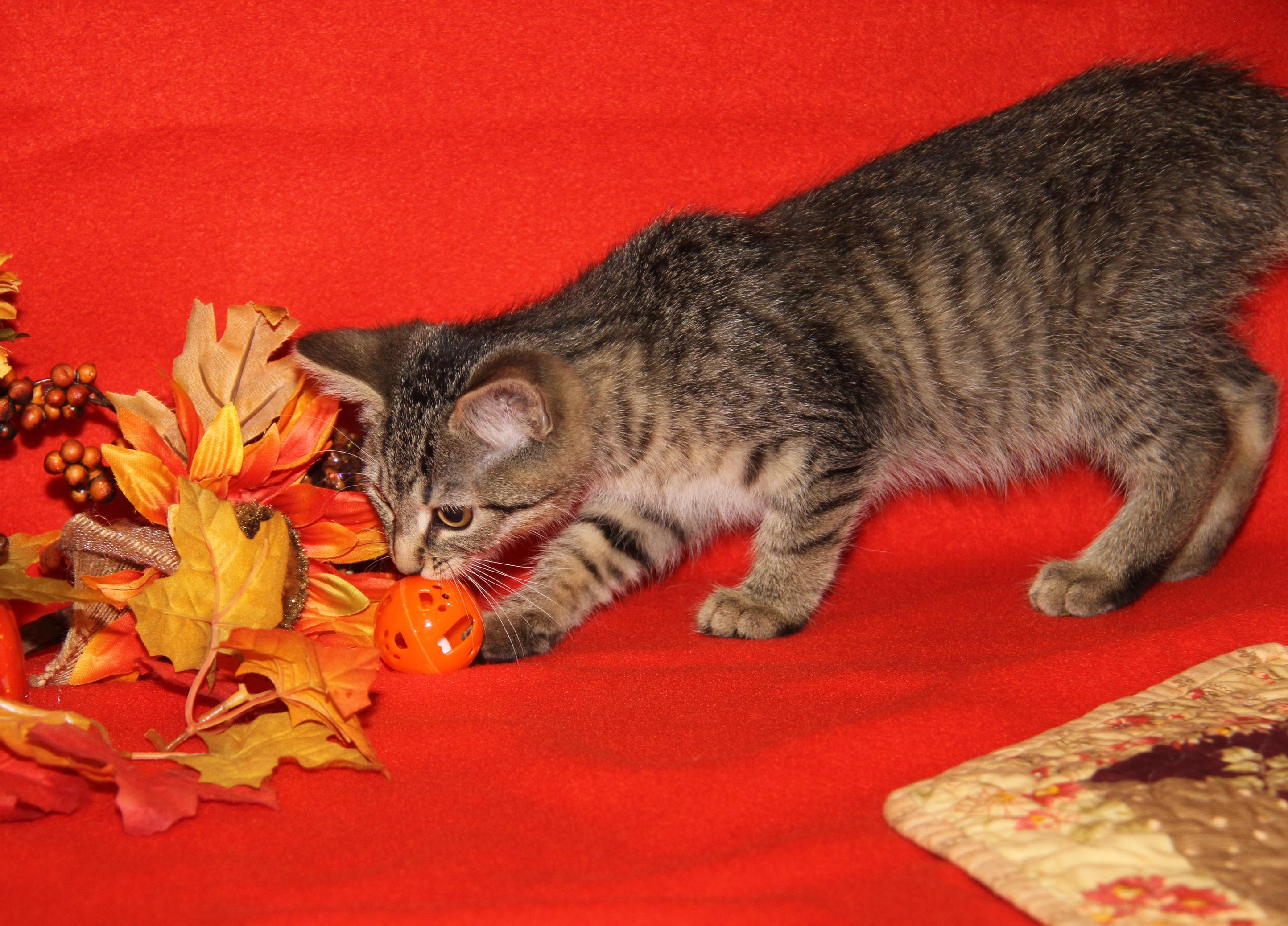 Funfetti (Cupcake's Kitten) (Photos 9/15/2025)