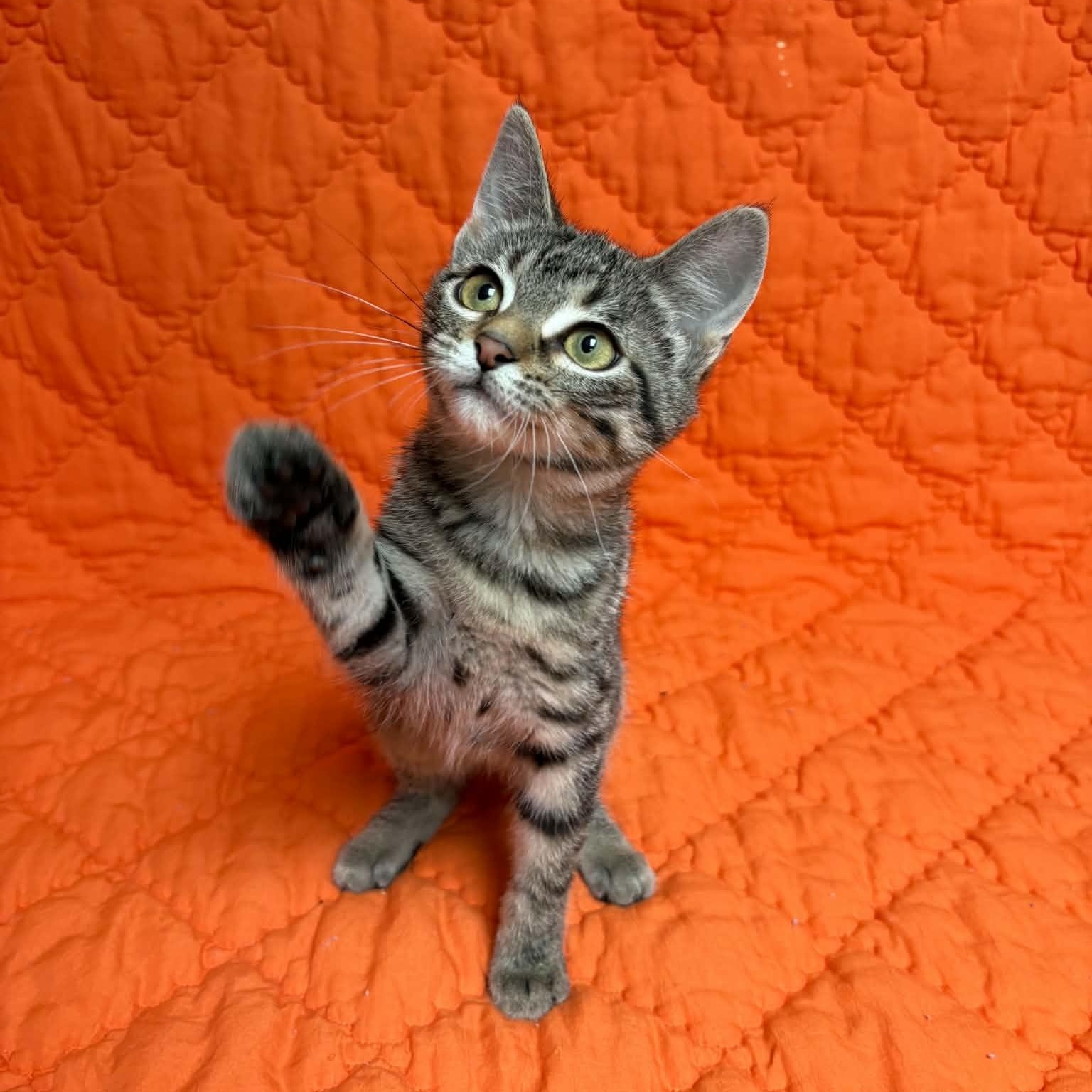 Fiona, Adopted, Kitten Female Domestic Short Hair.