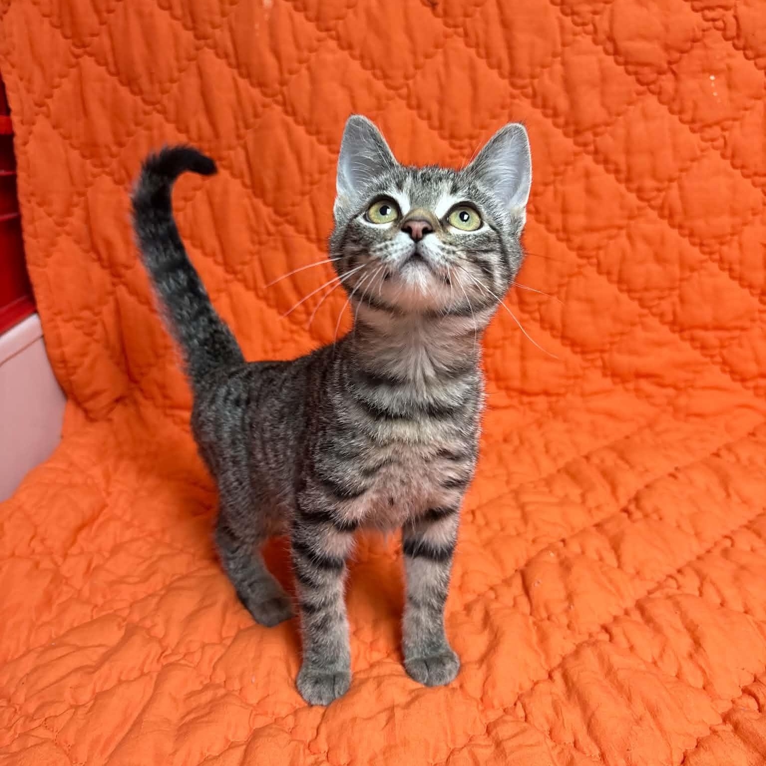 Enlarge Fiona, a Adopted Domestic Short Hair in Waterloo, IA image 2/4