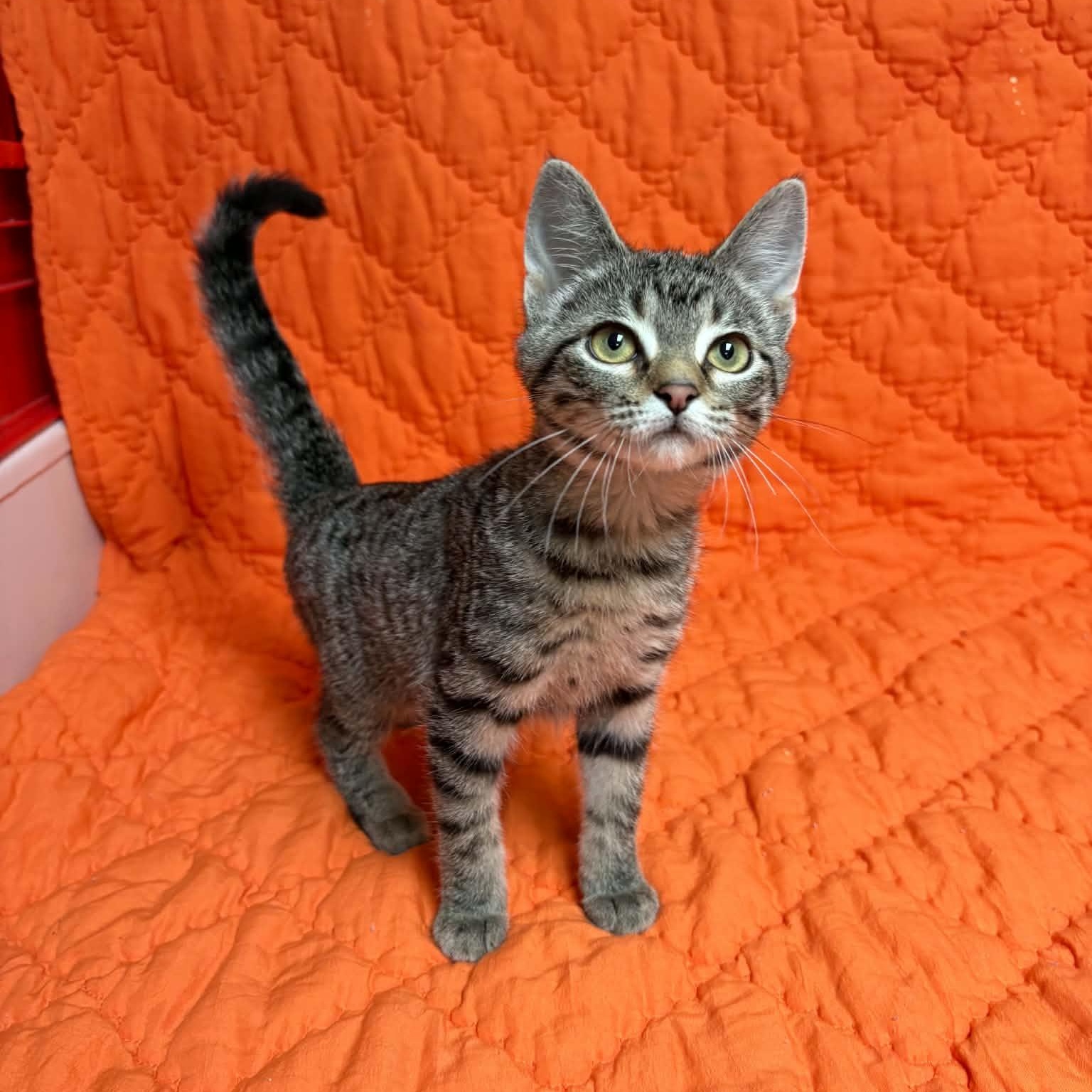 Enlarge Fiona, a Adopted Domestic Short Hair in Waterloo, IA image 3/4