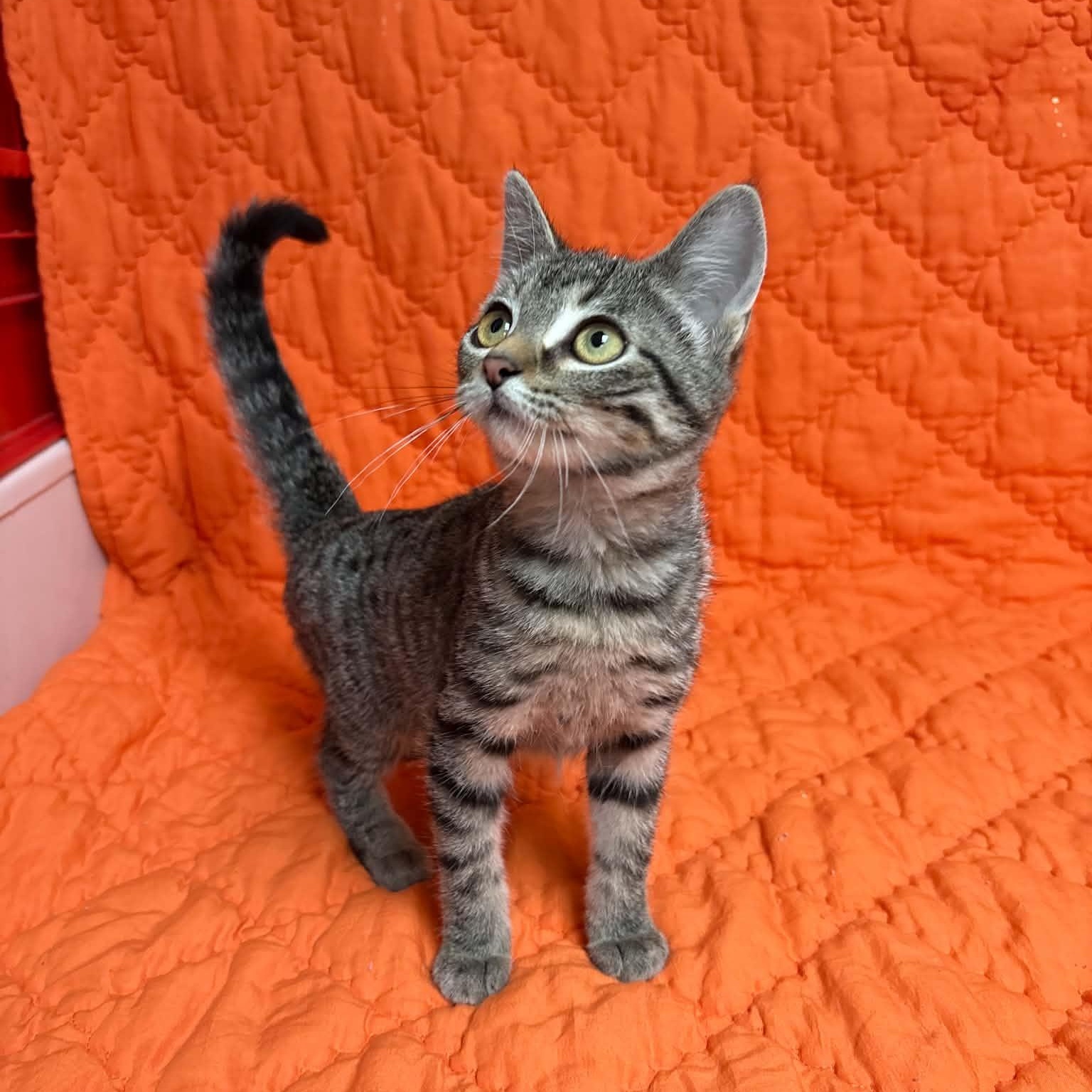 Enlarge Fiona, a Adopted Domestic Short Hair in Waterloo, IA image 4/4