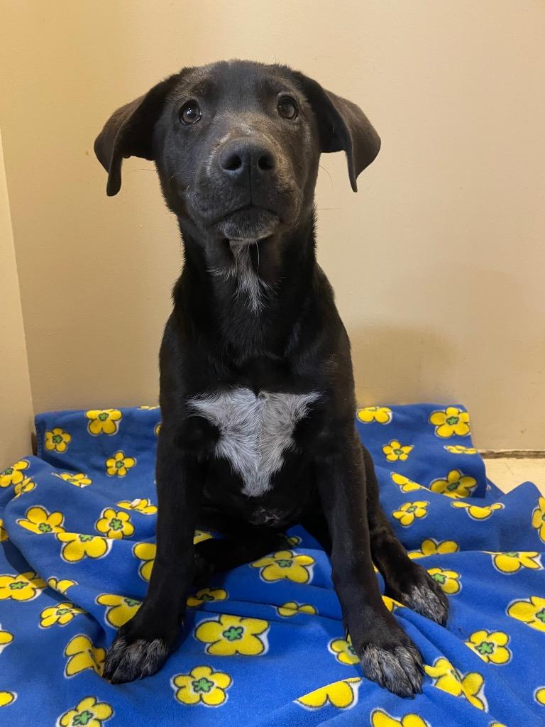 Enlarge pam, a Adoptable mixed breed in Thousand Oaks, CA image 1/1