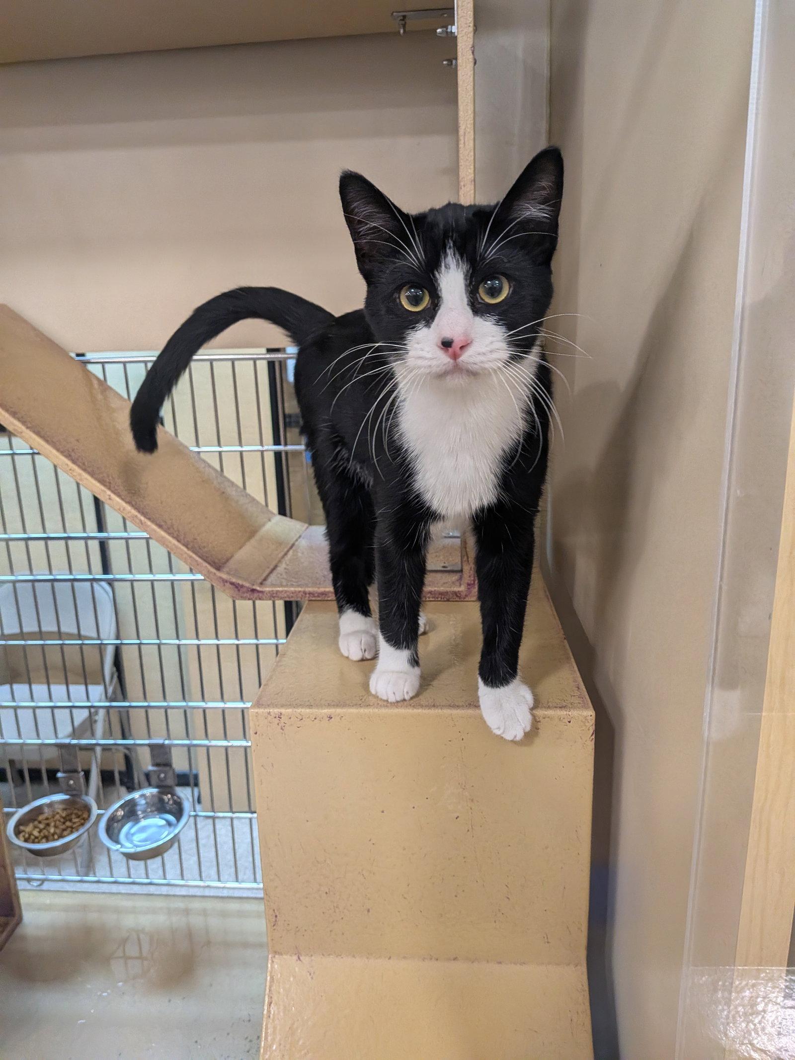 Dobby, Adoptable, Young Male Domestic Short Hair.