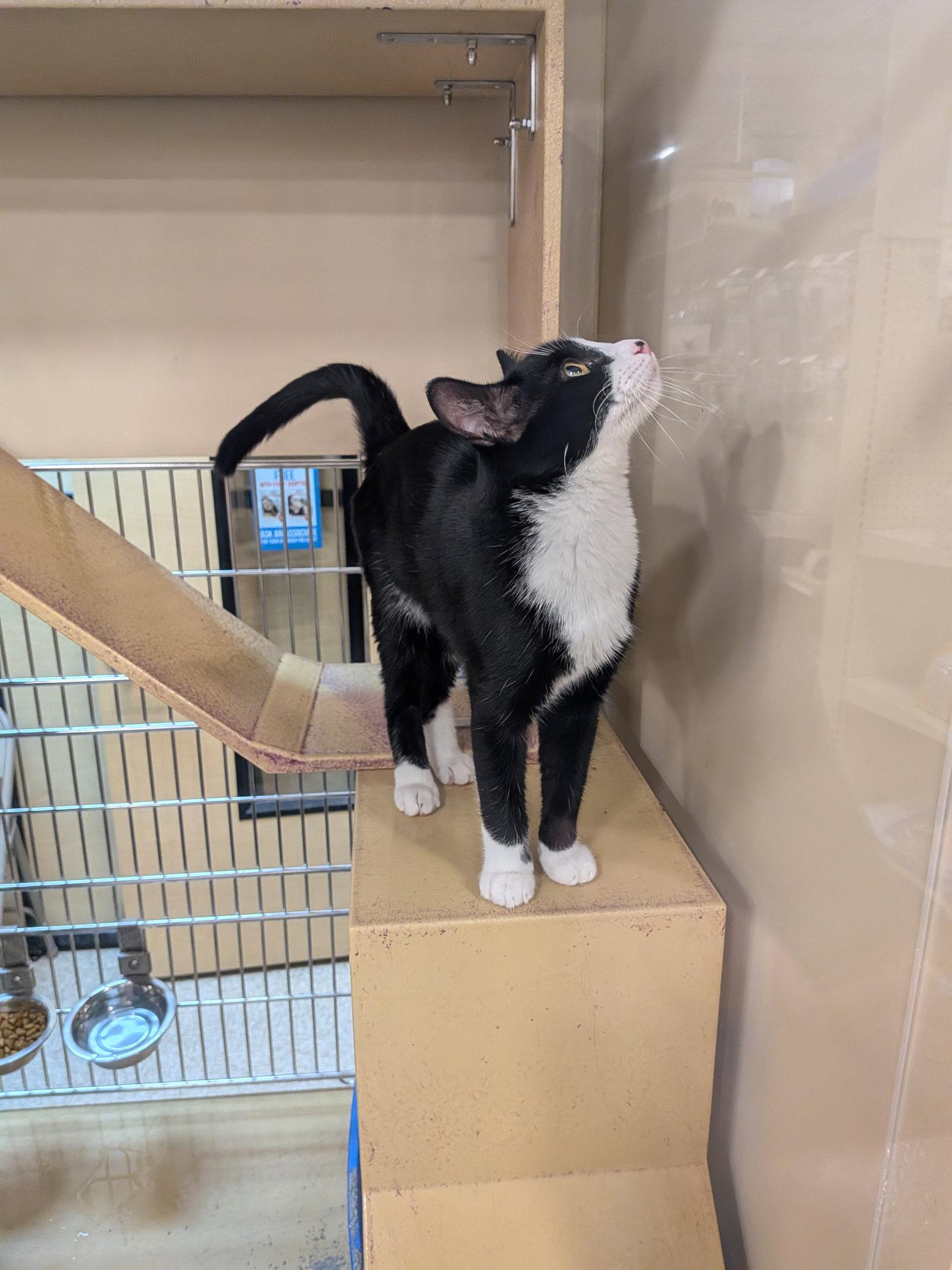 Enlarge Dobby, a Adoptable Domestic Short Hair in Rowlett, TX image 2/2