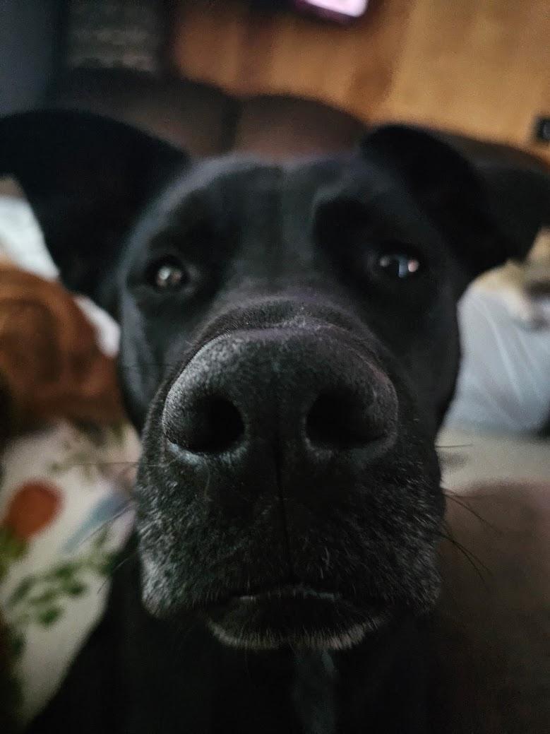 Duke, Adoptable, Adult Male Black Labrador Retriever & American Staffordshire Terrier.