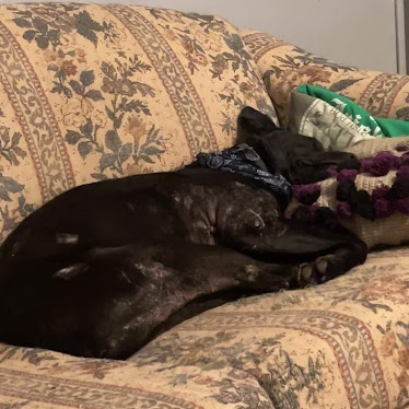 Enlarge Duke, a Adoptable mixed breed in Watertown, SD image 3/6