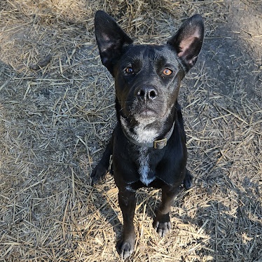 Enlarge Duke, a Adoptable mixed breed in Watertown, SD image 6/6