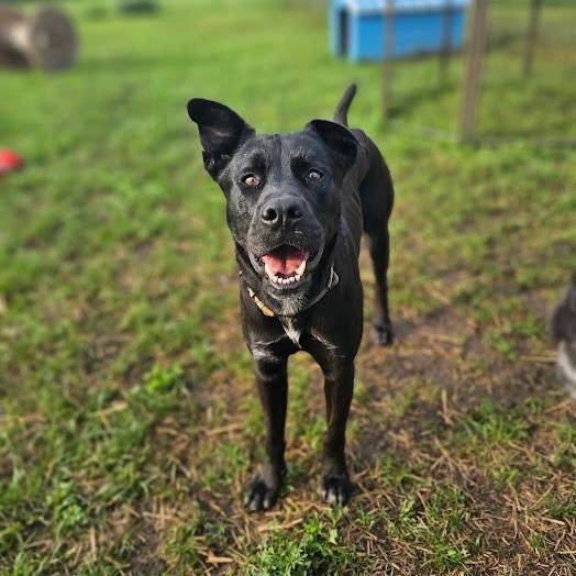 Enlarge Duke, a Adoptable mixed breed in Watertown, SD image 1/6