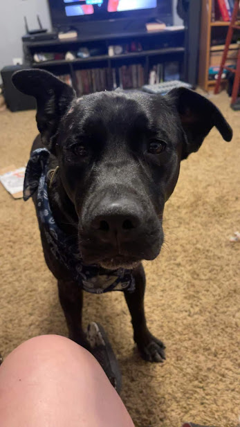 Enlarge Duke, a Adoptable mixed breed in Watertown, SD image 4/6