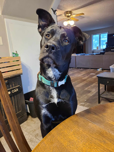 Enlarge Duke, a Adoptable mixed breed in Watertown, SD image 5/6