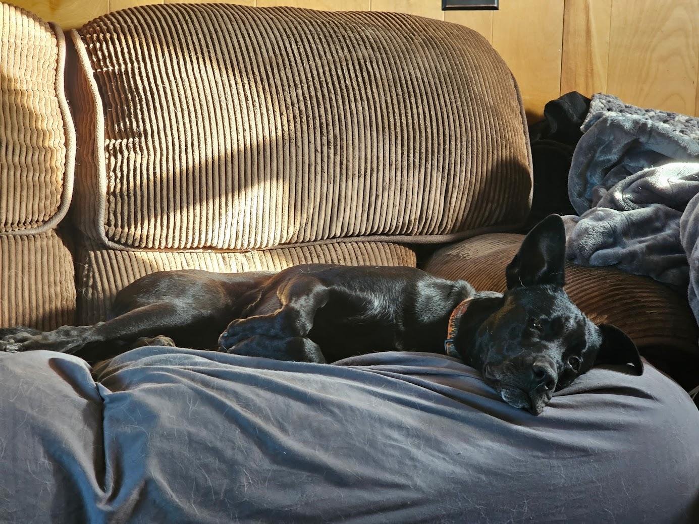 Enlarge Duke, a Adoptable mixed breed in Watertown, SD image 2/6