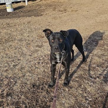 Enlarge Duke, a Adoptable mixed breed in Watertown, SD image 2/6