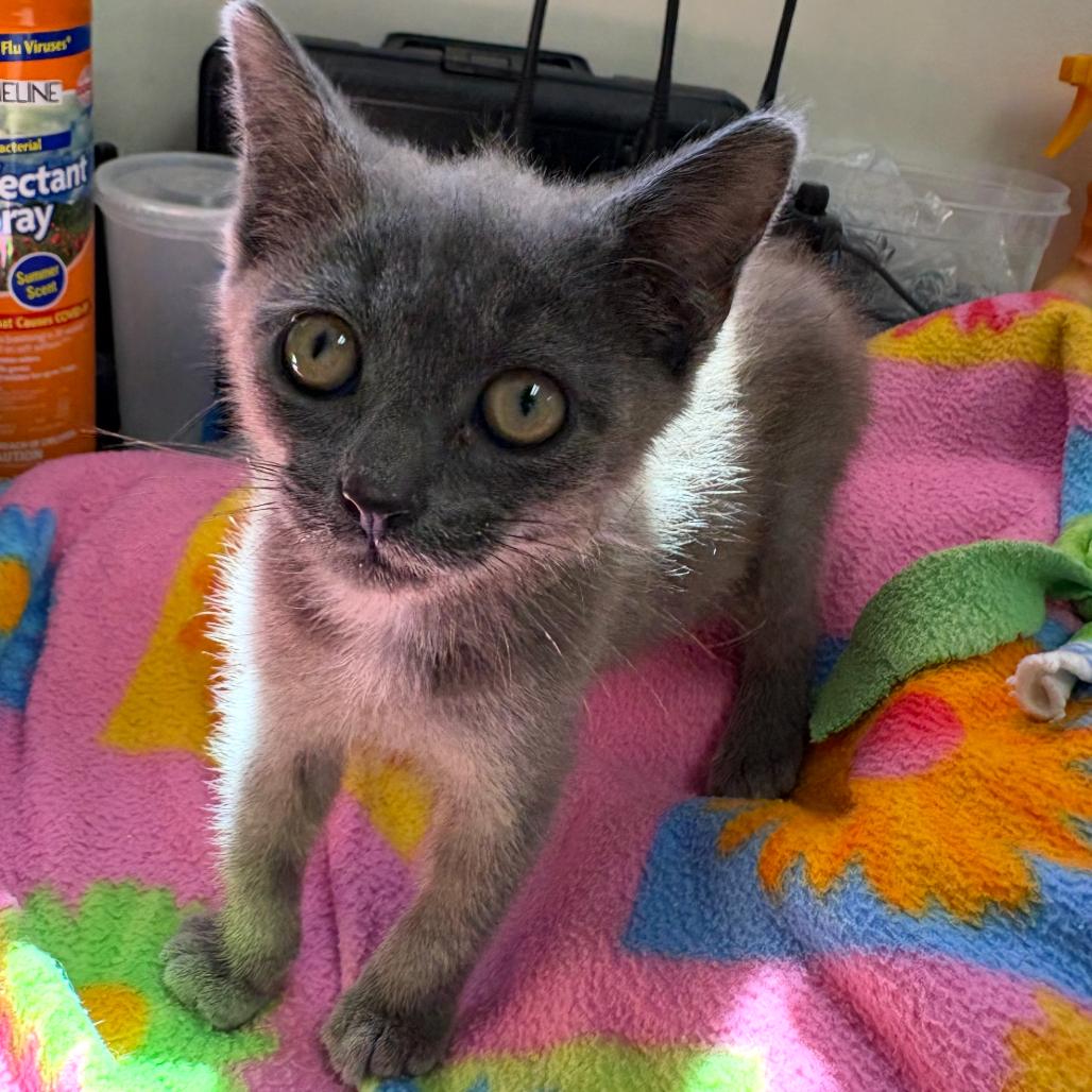 Enlarge Nyx, a Adoptable Domestic Short Hair in Mount Gilead, NC image 1/2