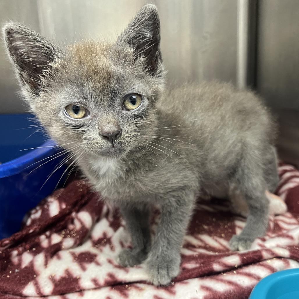 Enlarge Nyx, a Adoptable Domestic Short Hair in Mount Gilead, NC image 2/2
