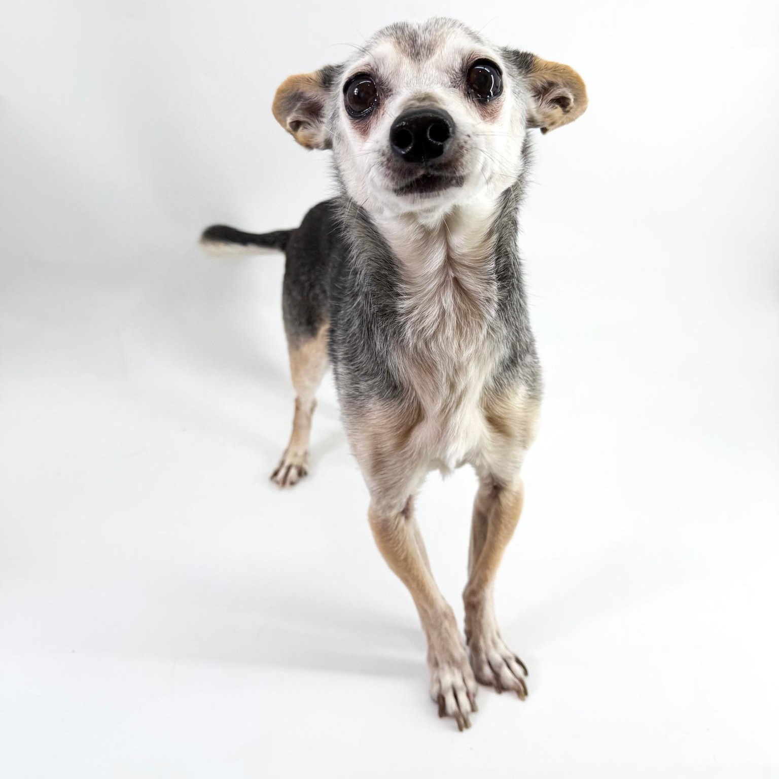 Enlarge Harrison, a ADOPTABLE mixed breed in Scottsdale, AZ image 3/4