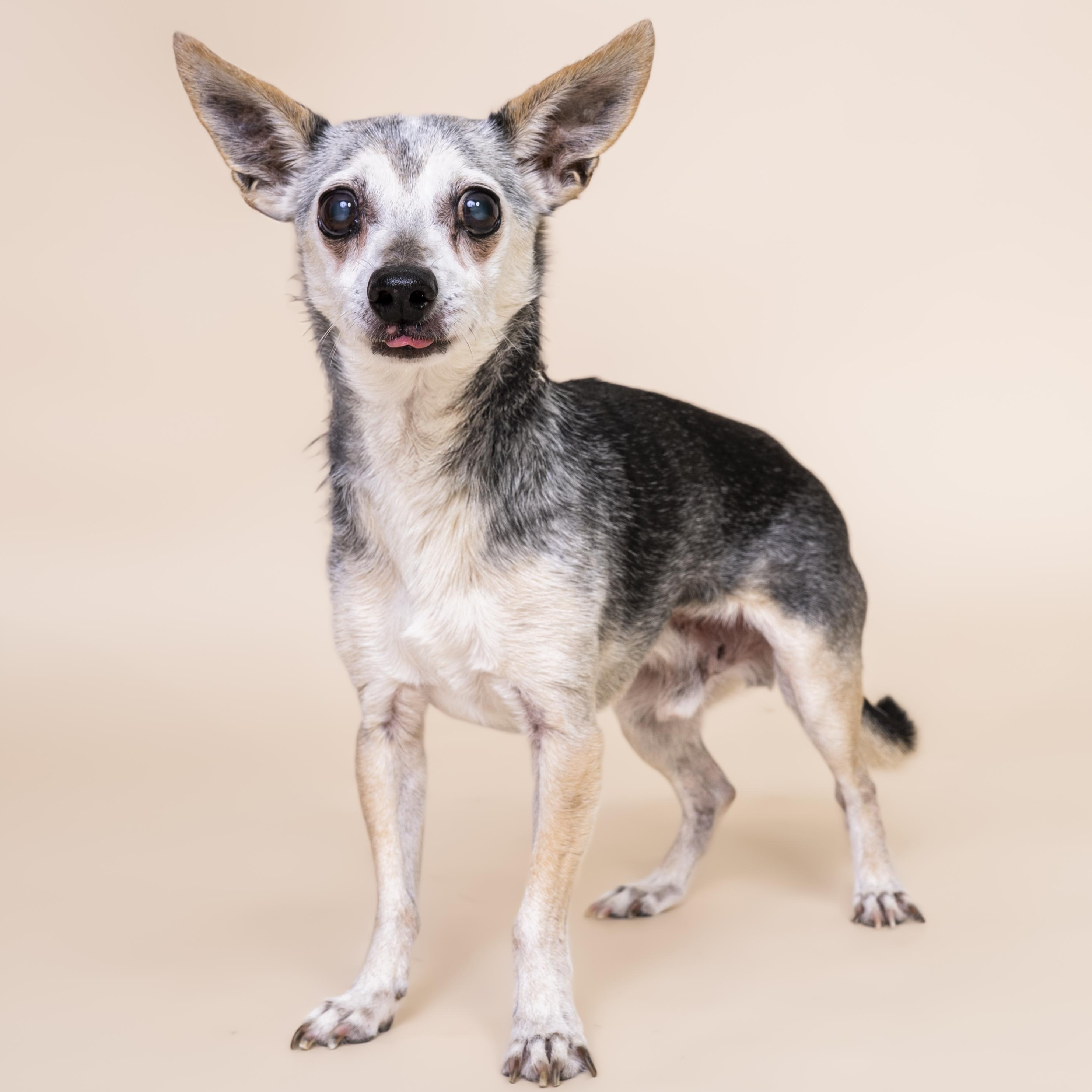 Enlarge Harrison, a ADOPTABLE mixed breed in Scottsdale, AZ image 1/4