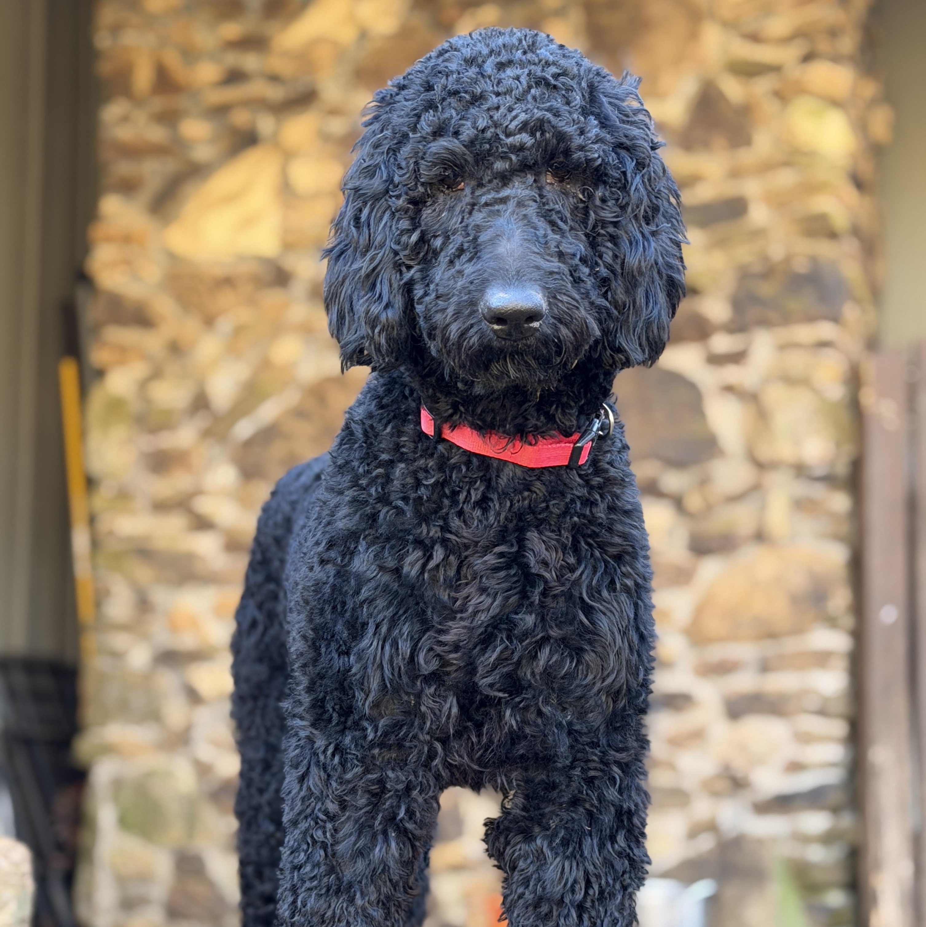 Prentiss, Adoptable, Young Female Standard Poodle.