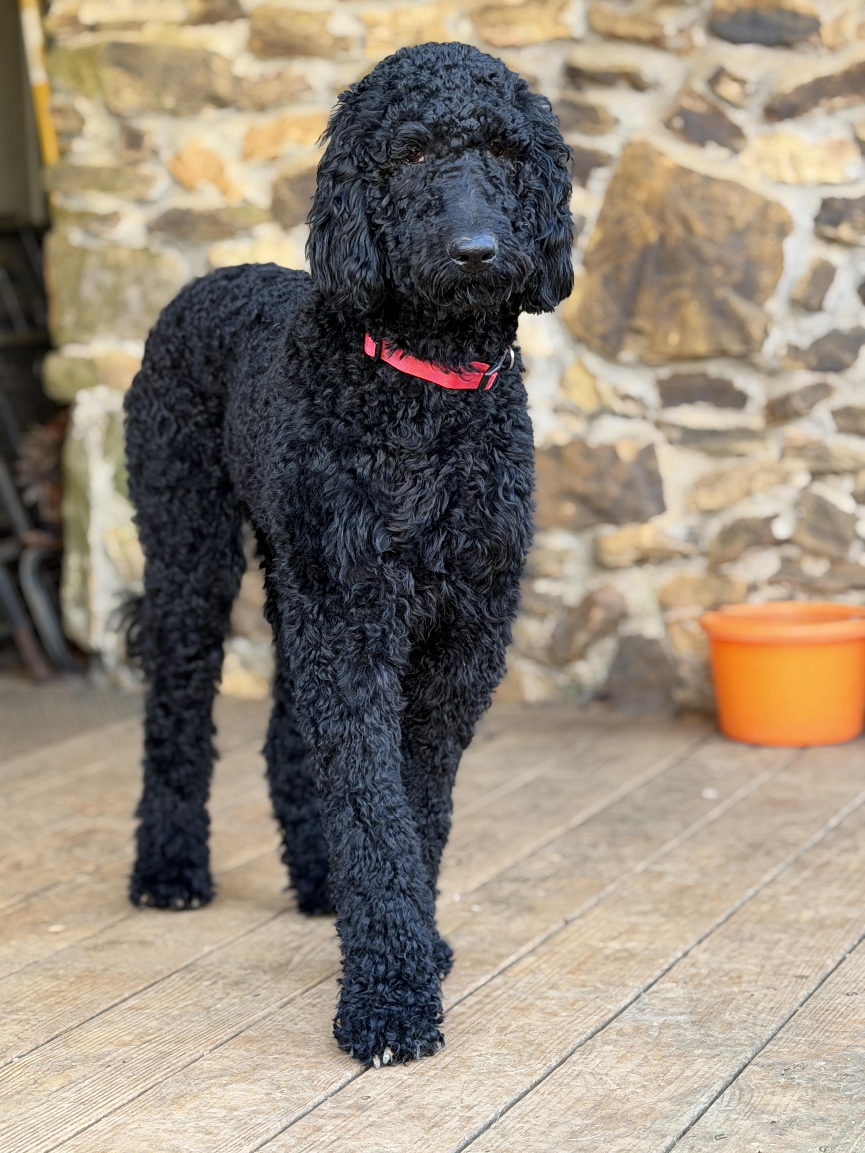 Enlarge Prentiss, an adopted Standard Poodle in Malvern, PA image 3/5