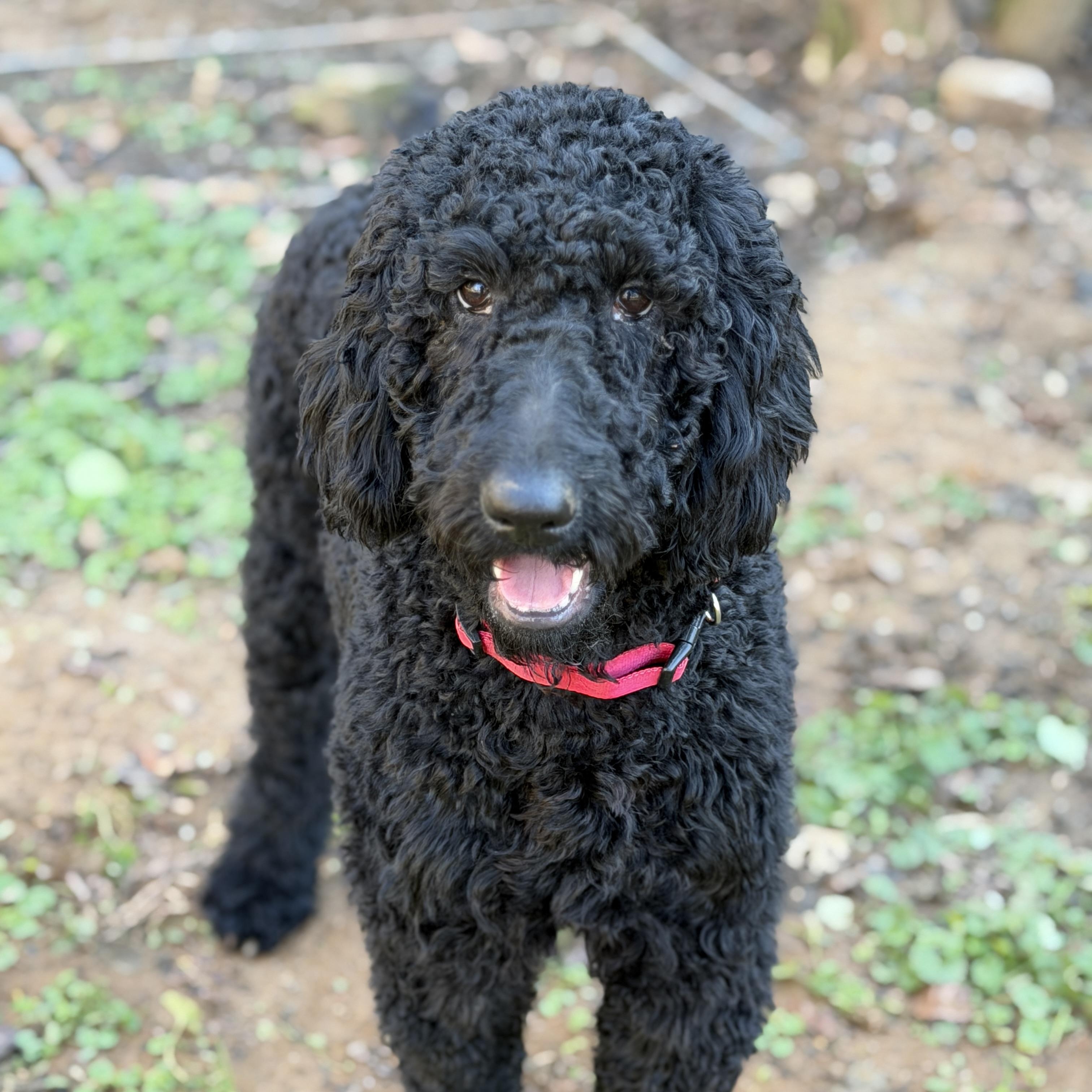 Enlarge Prentiss, an adopted Standard Poodle in Malvern, PA image 4/5