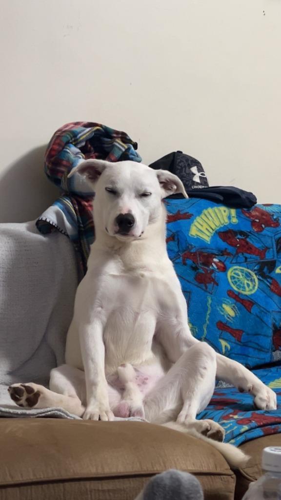 Baxter, Adopted, Young Male Labrador Retriever & Husky.