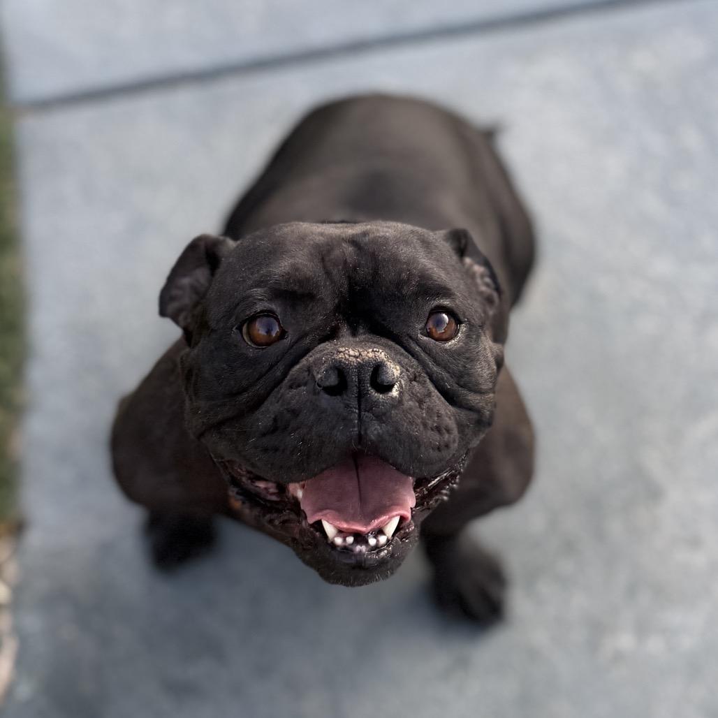 Enlarge Dolla Mendes, a Adoptable English Bulldog in Las Vegas, NV image 1/1