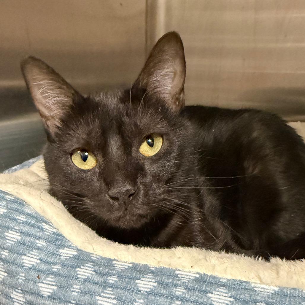 Enlarge Maeve, a Adoptable Domestic Short Hair in Stillwater, OK image 1/1