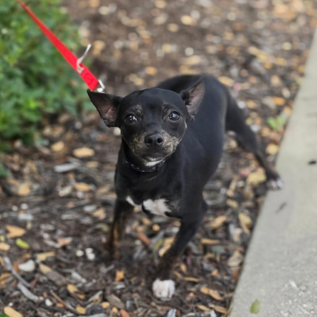 Enlarge Sassy AE, a Adoptable mixed breed in Von Ormy, TX image 4/6