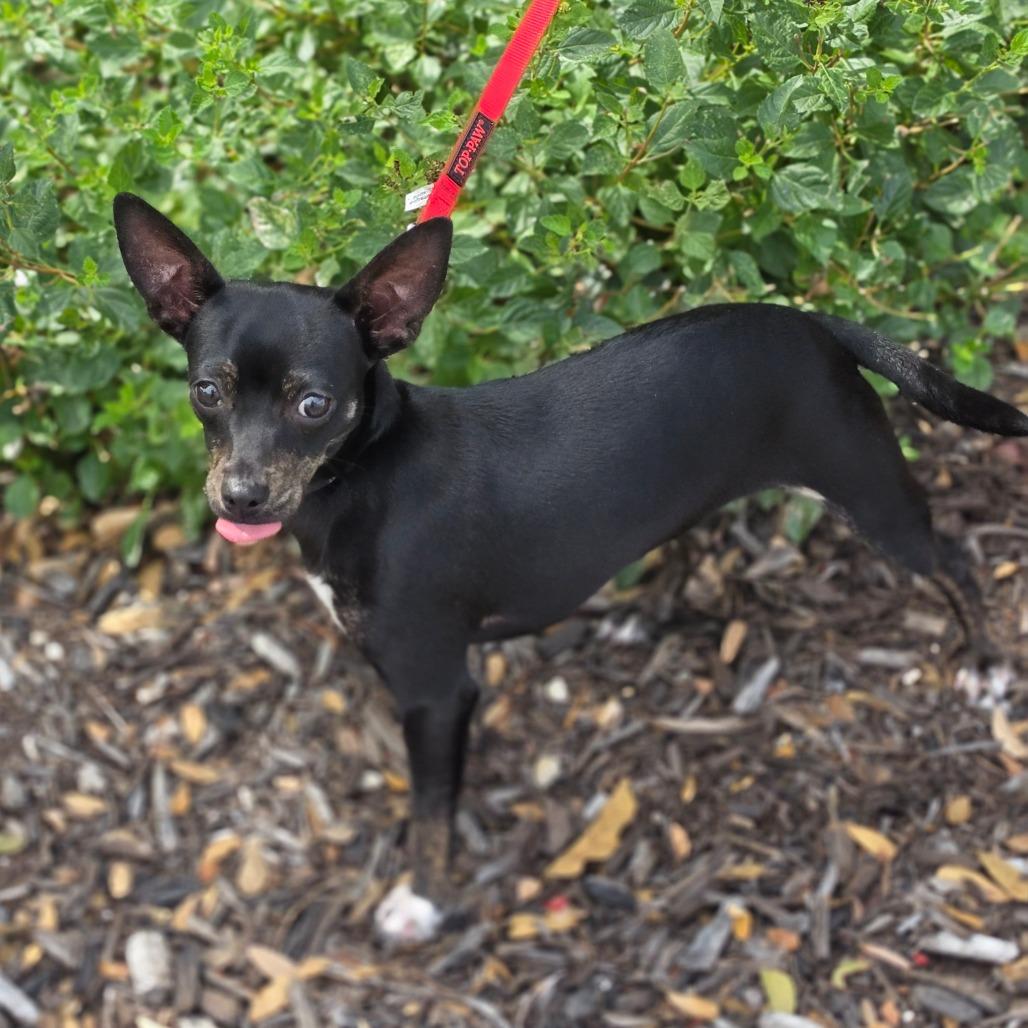 Enlarge Sassy AE, a Adoptable mixed breed in Von Ormy, TX image 6/6