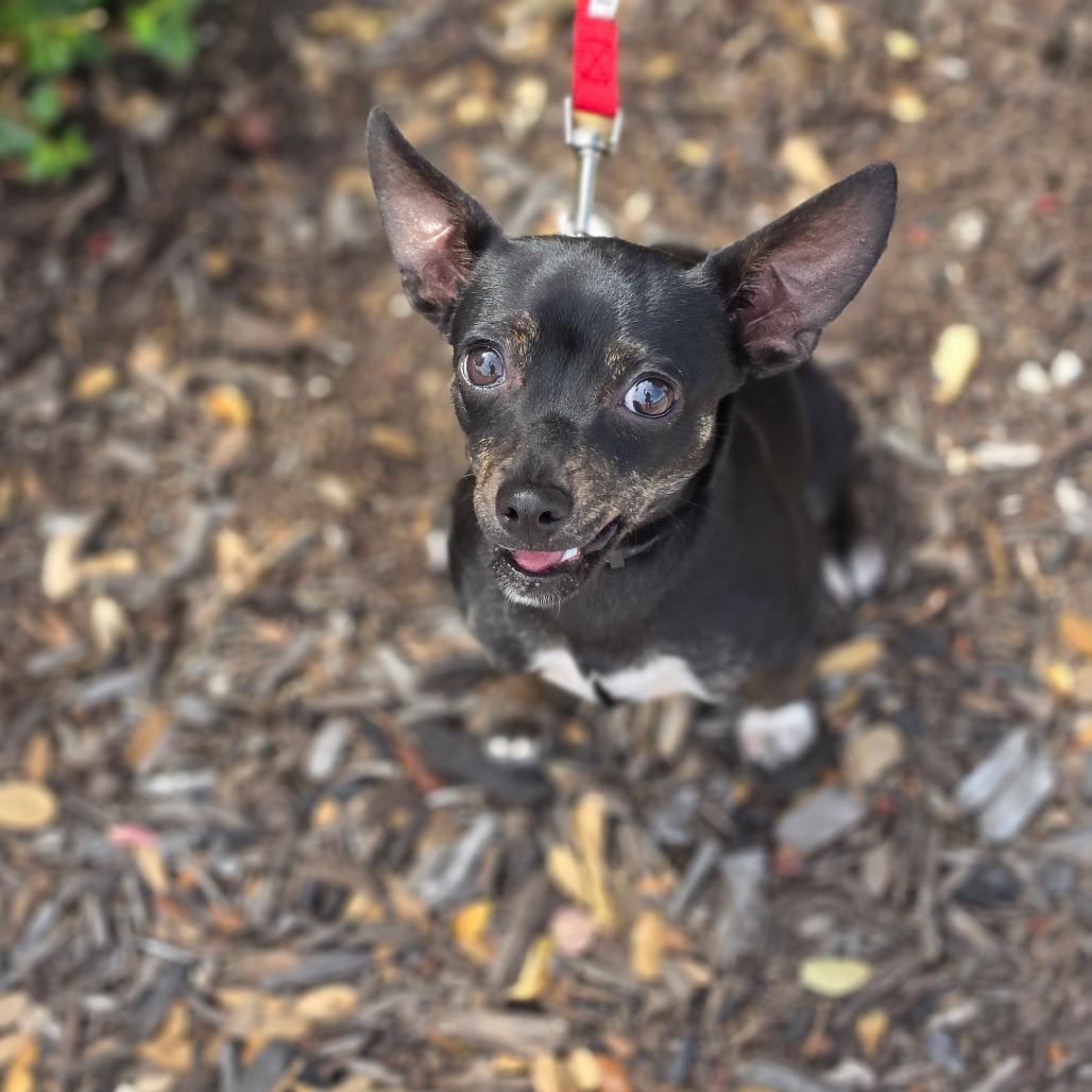 Enlarge Sassy AE, a Adoptable mixed breed in Von Ormy, TX image 5/6