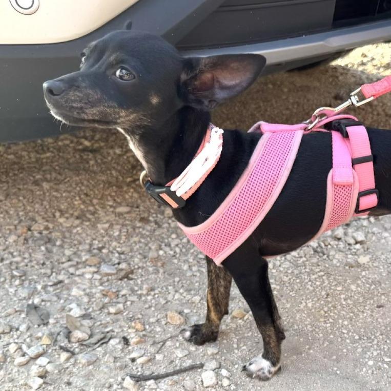 Enlarge Sassy AE, a Adoptable mixed breed in Von Ormy, TX image 3/6