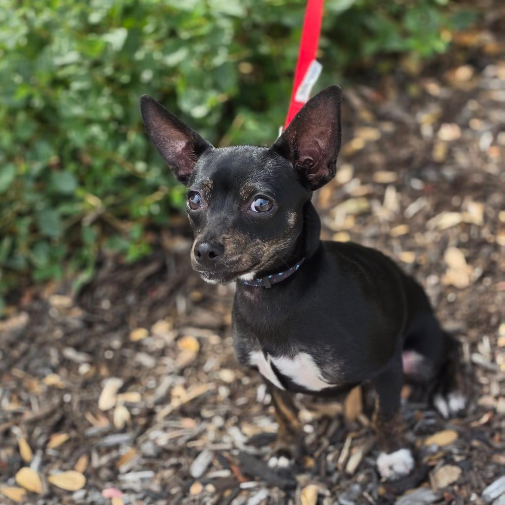 Sassy AE, Adoptable, Puppy Female Rat Terrier & Chihuahua.