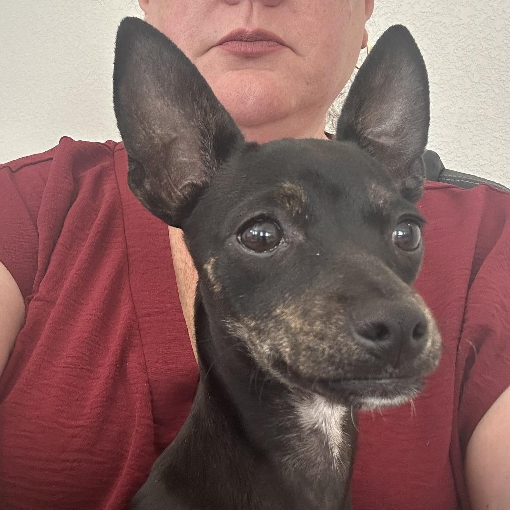 Enlarge Sassy AE, a Adoptable mixed breed in Von Ormy, TX image 2/6