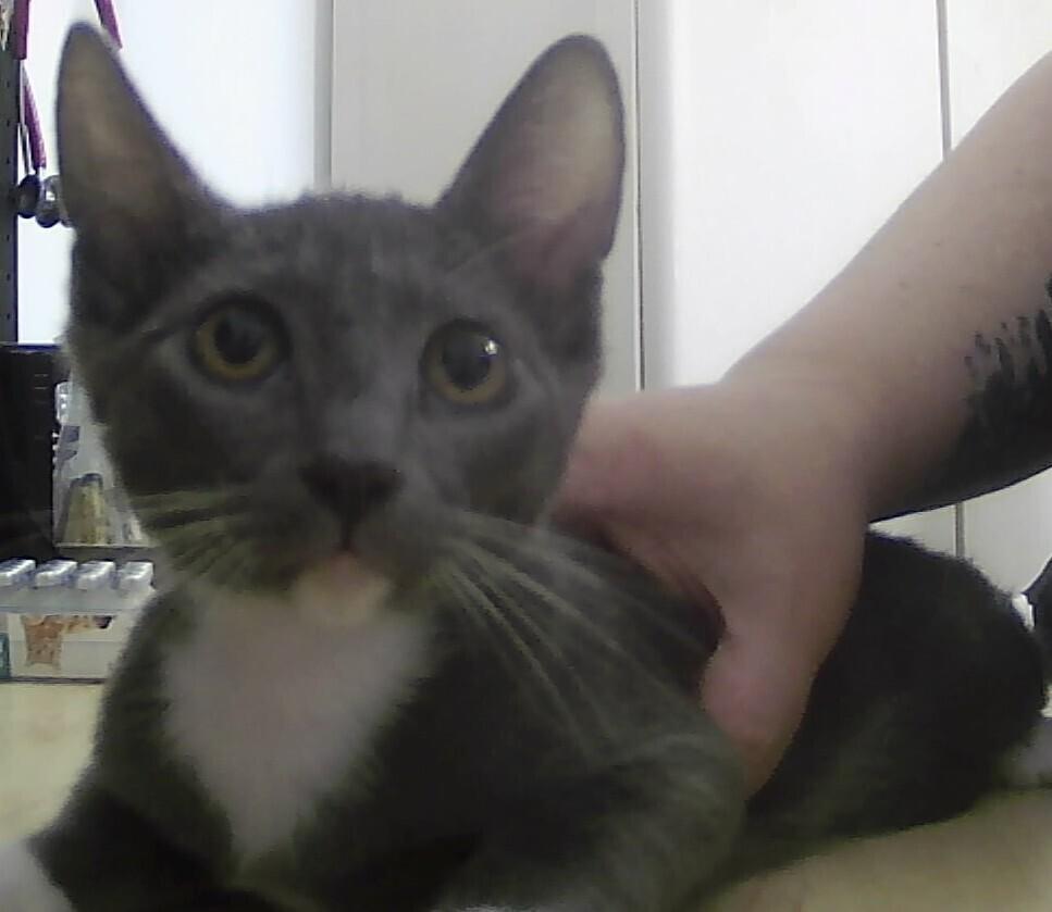 Enlarge Mankato, a Adoptable Domestic Short Hair in Anoka, MN image 1/1