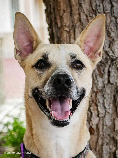 Enlarge Dash, a Adoptable mixed breed in Euless, TX image 1/3