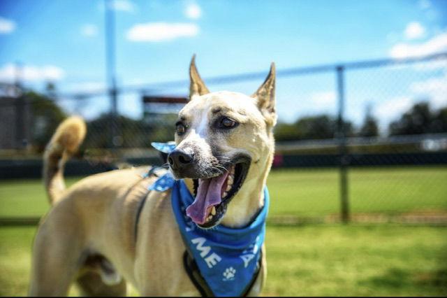 Enlarge Dash, a Adoptable mixed breed in Euless, TX image 2/3