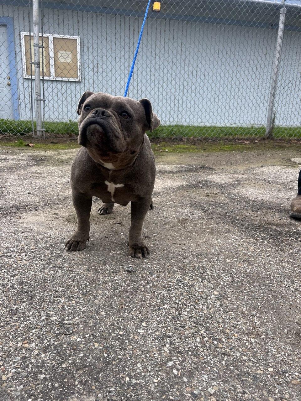 SQUEAKY (AVAILABLE FEBRUARY 2ND, 2026), a ADOPTABLE French Bulldog in Wasco, CA image 2/2