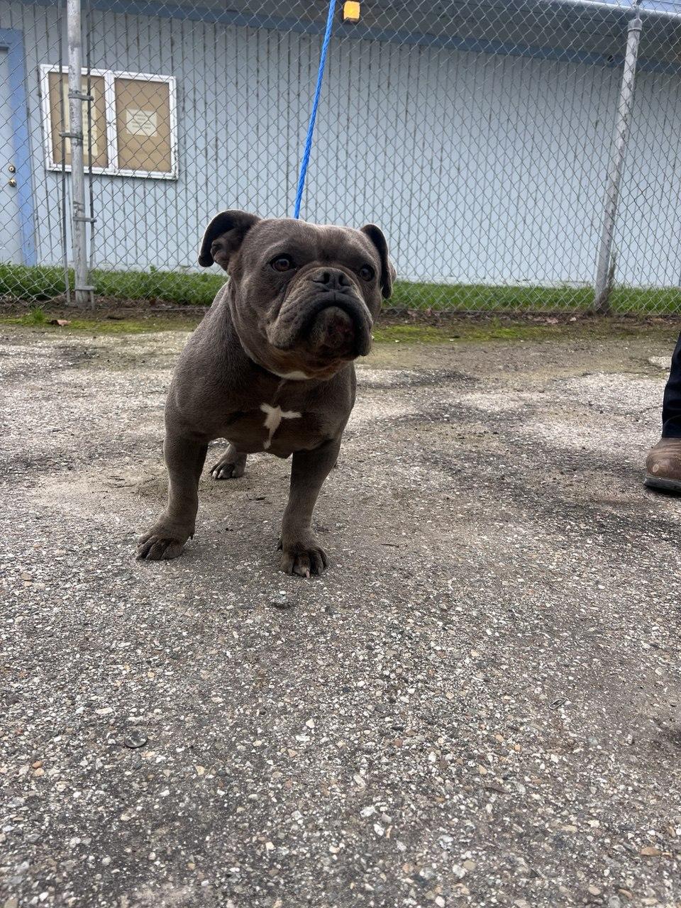 SQUEAKY (AVAILABLE FEBRUARY 2ND, 2026), a ADOPTABLE French Bulldog in Wasco, CA image 1/2