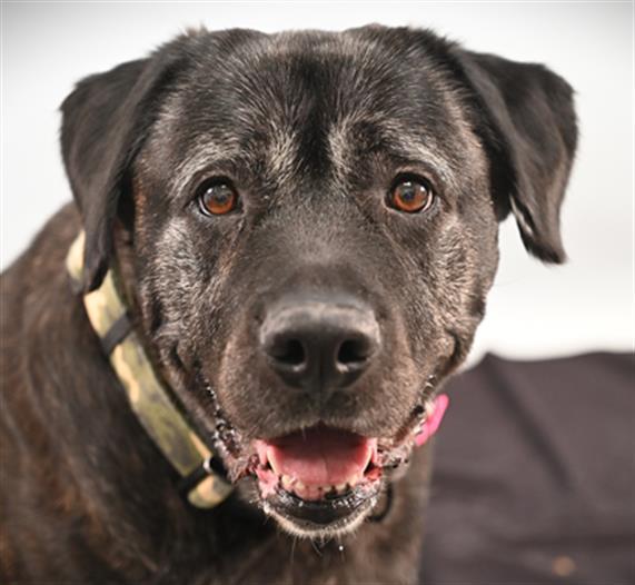 JUNO, Adoptable, Adult Female Mastiff.