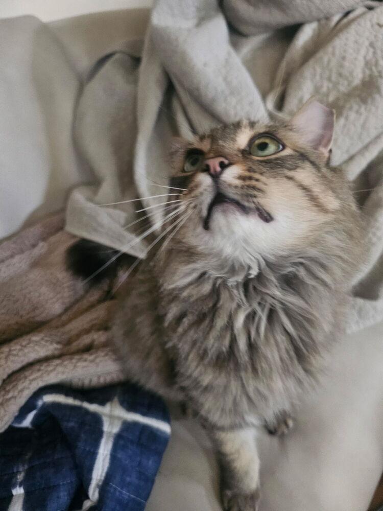 Yuletide, Adoptable, Young Male Maine Coon & Domestic Long Hair.