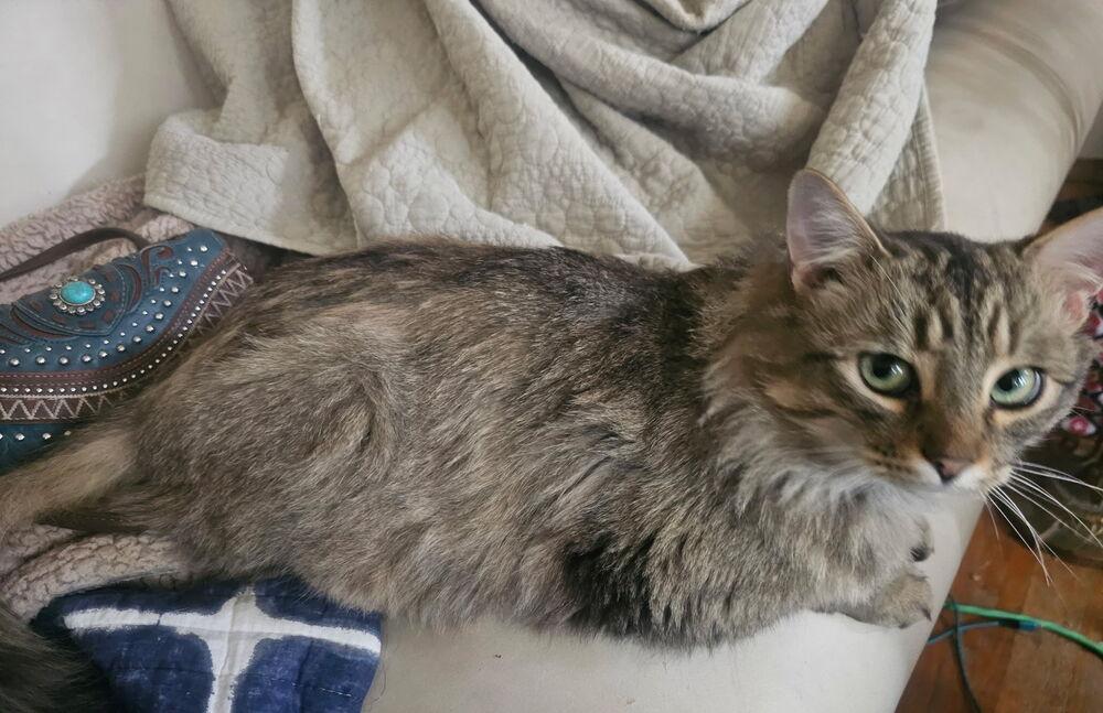 Yuletide, a Adoptable mixed breed in Vienna , VA image 2/6