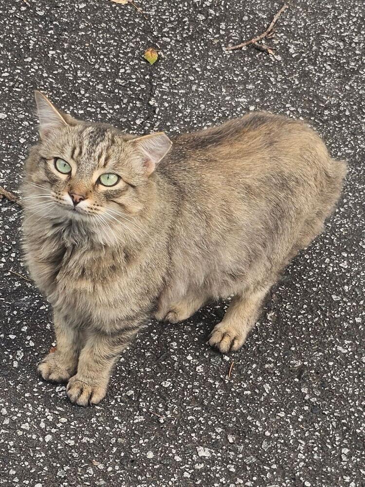 Yuletide, a Adoptable mixed breed in Vienna , VA image 3/6