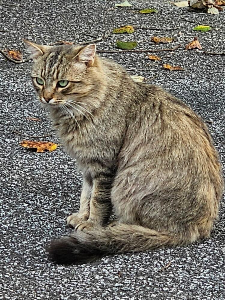 Yuletide, a Adoptable mixed breed in Vienna , VA image 4/6