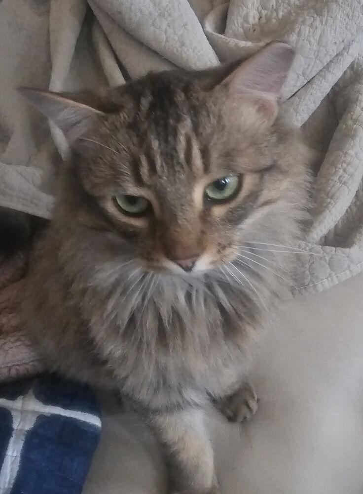 Yuletide, a Adoptable mixed breed in Vienna , VA image 5/6