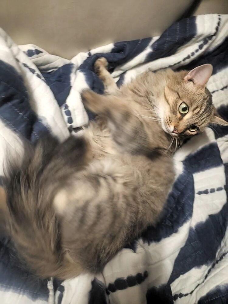 Yuletide, a Adoptable mixed breed in Vienna , VA image 6/6