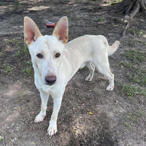Enlarge ROMERO, a Adoptable German Shepherd Dog in Conroe, TX image 1/1