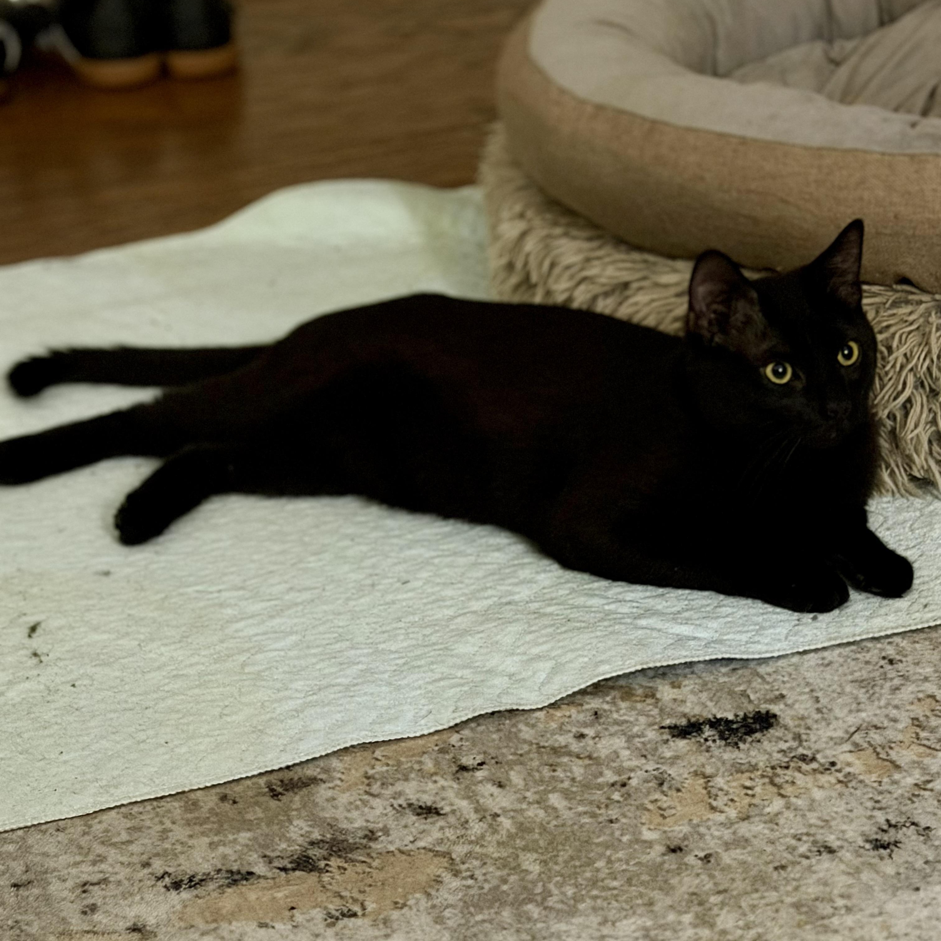 Enlarge Blackjack, an adopted mixed breed in Baytown, TX image 4/6