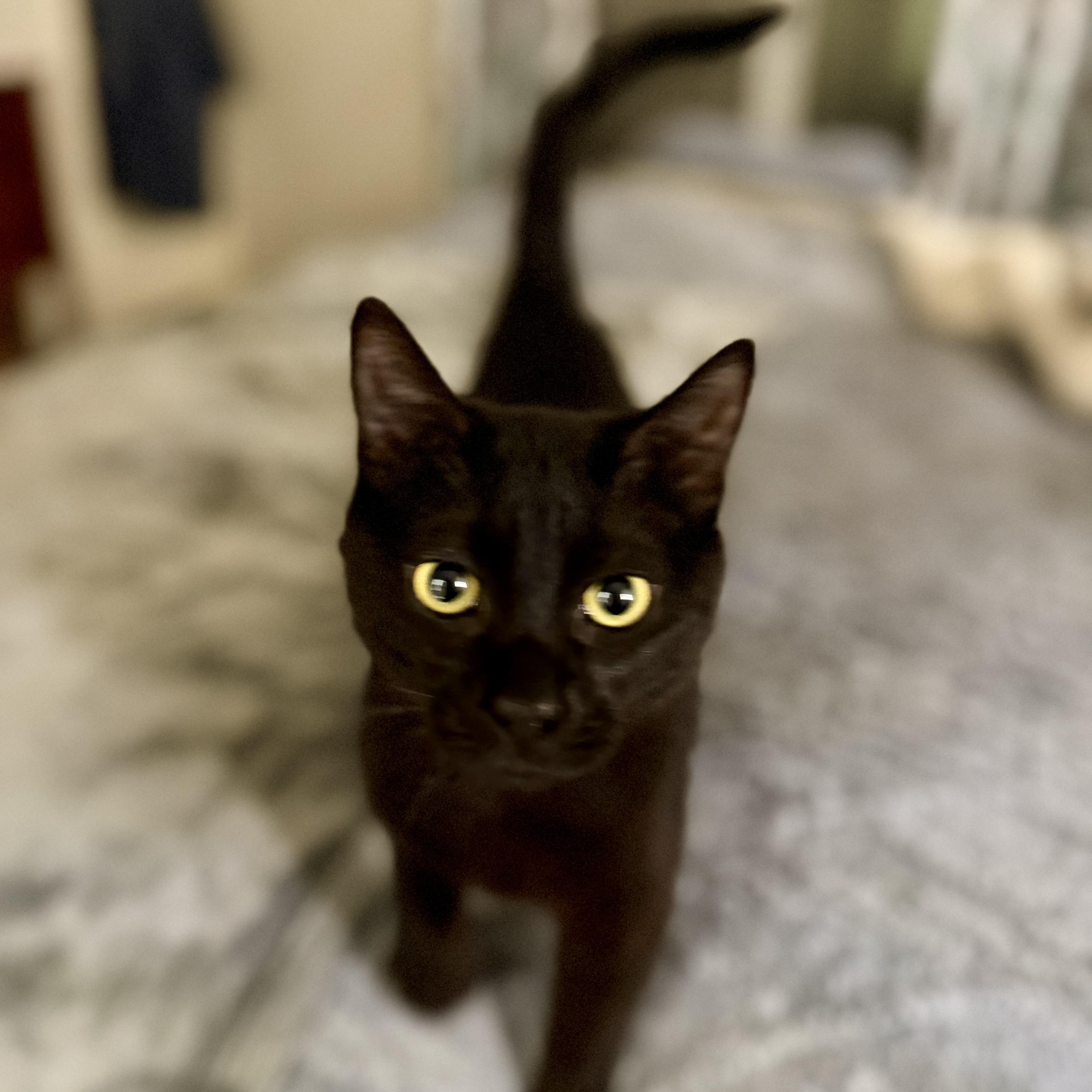 Blackjack, adopted, Kitten Male Domestic Short Hair.