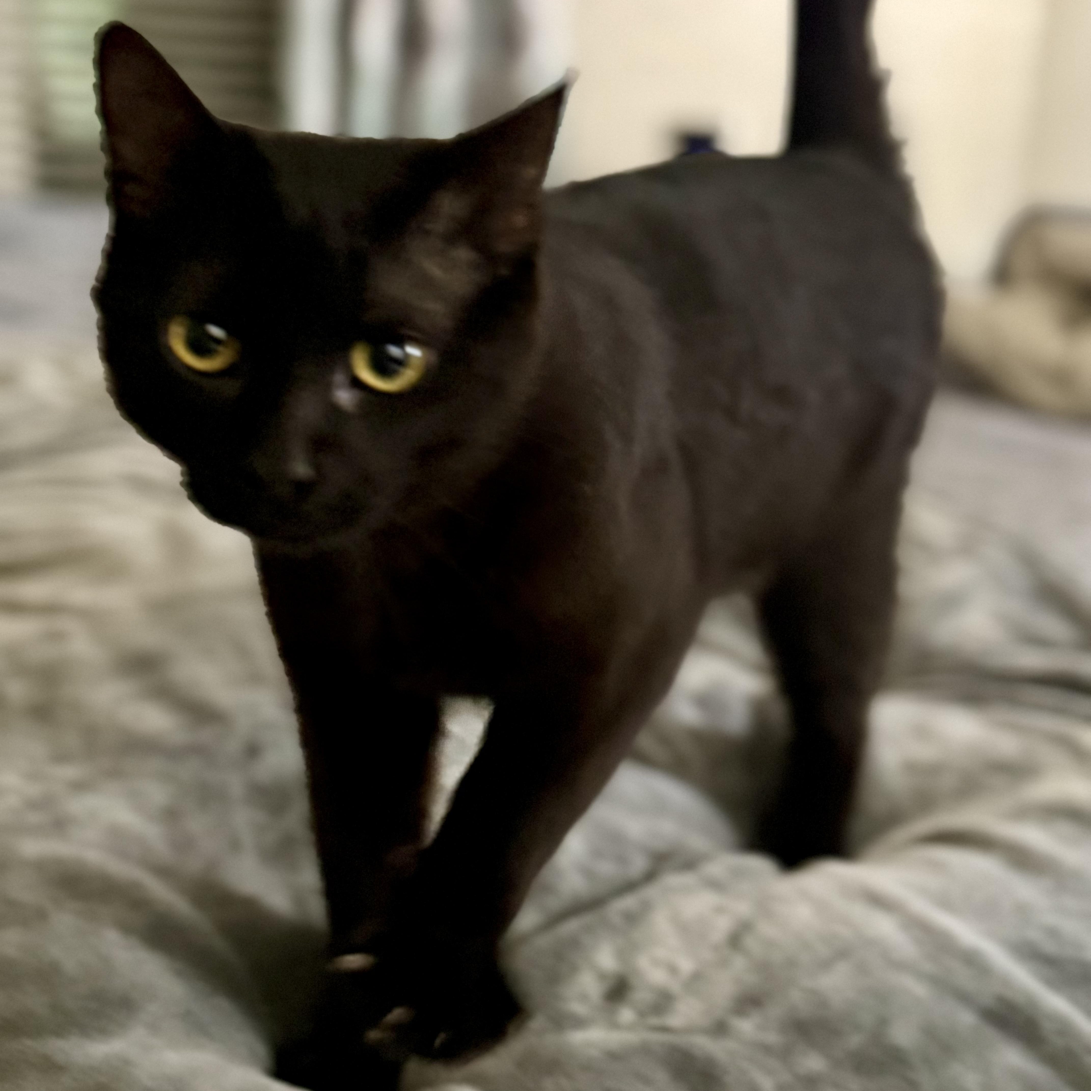 Enlarge Blackjack, an adopted mixed breed in Baytown, TX image 2/6