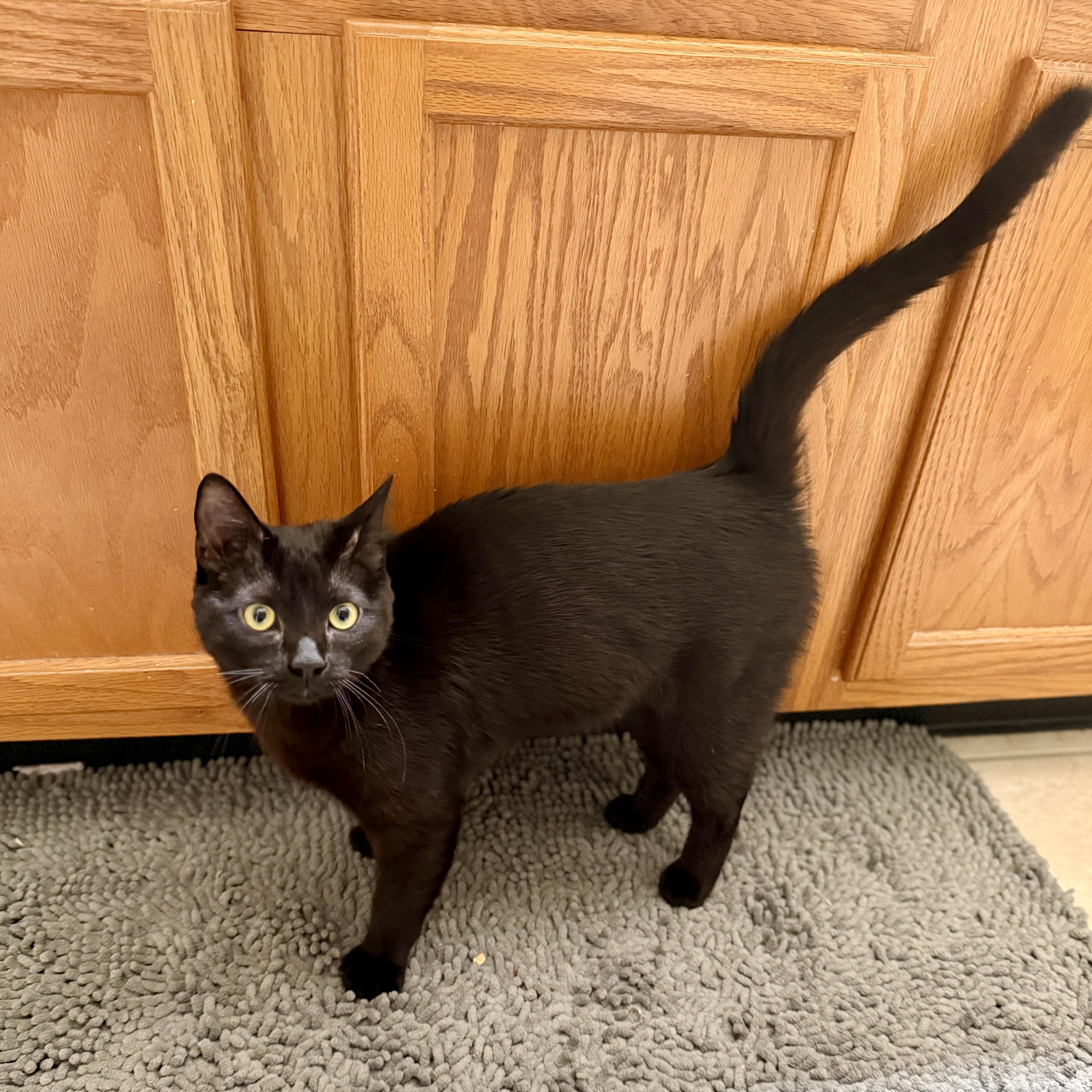 Enlarge Blackjack, an adopted mixed breed in Baytown, TX image 3/6